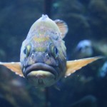 Breakfast, Coffee and the California Academy of Sciences